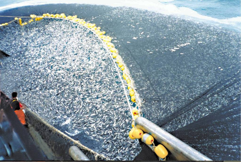 Overfishing of cod